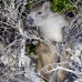 hutia_desmarest_chiq_jar_v_0110_cub2225.jpg